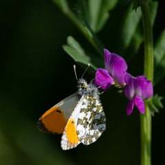 Orange tip Butterfly Resting on a Purple Flower
