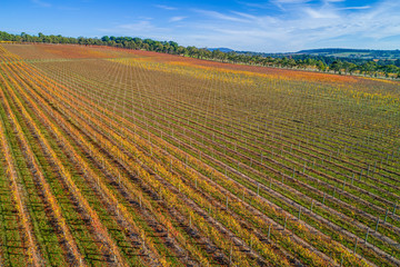 Large vineyard in autumn in Melbourne, Australia