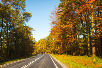 Straight road in autumn. 