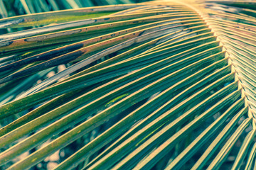 Coconut palm tree leaves in sunlight
