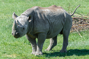 Fototapeta premium Endangered Eastern Black Rhino Grazing on Grass