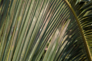 Palm tree leaves in sunlight