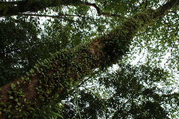 tree in the fort canning park in singapore