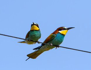 Two European Bee-Eaters on Wire Against Blue Sky in Spring