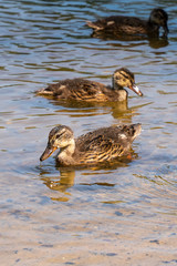 Drei Entenküken auf einem See