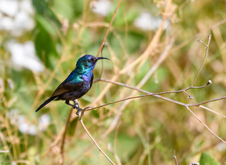 Obraz premium Male Palestine Sunbird Sitting on Tree Branch