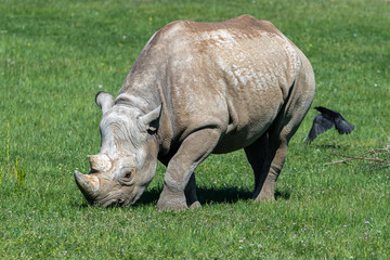 Obraz premium Endangered Eastern Black Rhino Grazing on Grass