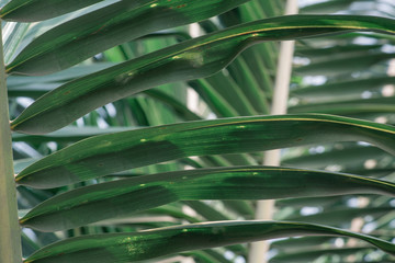 close up of coconut palm leaf