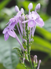 Obraz premium purple flower on blur background beautiful nature