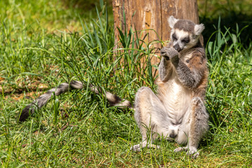 Ring Tailed Lemur Sitting on Grass and Feeding on Fruit