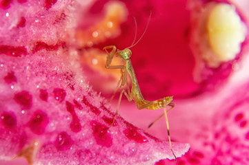 Nymph of mantis on pink orchid flower