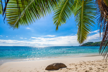 Palm tree leaves over tropical sandy beach