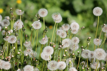 Dandelions white seed heads (blowballs) close-up in nature. May, Belarus