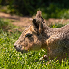 Fototapeta premium Mara Laying in the Shade on Grass and relaxing 
