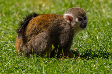 Squirrel Monkey Sitting on the Grass and Relaxing