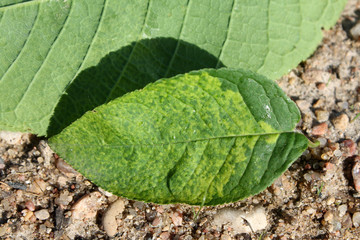 Virus-triggered symptoms of chlorotic mottling and mosaic on green leaf of bird cherry (Prunus padus). May, Belarus