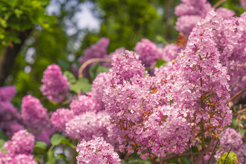 blooming lilac. beautiful spring blooming of lilac branches.