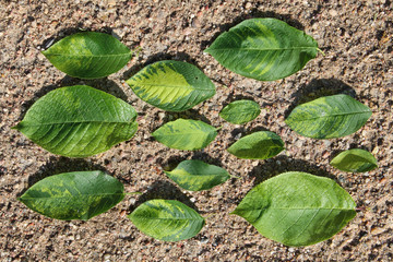 Virus-triggered symptoms of chlorotic mottling and mosaic on green leaves of bird cherry (Prunus padus). May, Belarus
