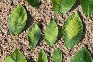 Virus-triggered symptoms of chlorotic mottling and mosaic on green leaves of bird cherry (Prunus padus). May, Belarus