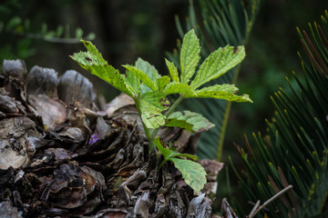 Small green plant grows out of other plant