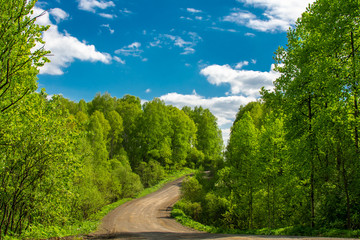 the road leading to the green forest illuminated by the sun