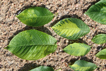 Virus-triggered symptoms of chlorotic mottling and mosaic on green leaves of bird cherry (Prunus padus). May, Belarus