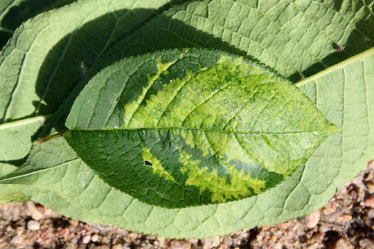 Virus-triggered symptoms of chlorotic mottling and mosaic on green leaf of bird cherry (Prunus padus). May, Belarus