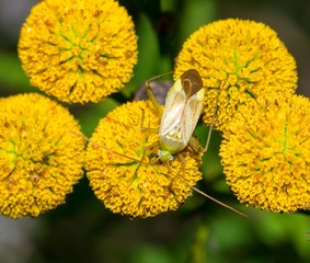 Gemeine Zierwanze (Adelphocoris lineolatus), Weibchen, auf Blüte des Rainfarn oder Wurmkraut...