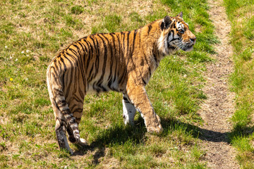 Amur Tiger Pacing up and down on Grass