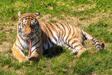 Fototapeta na wymiar Amur Tiger Lying on Grass and Eating Meat