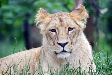 Naklejka na ściany i meble Katanga Lioness Lying in Grass