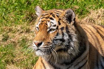Fototapeta na wymiar Amur Tiger Lying in the Sun on Grass