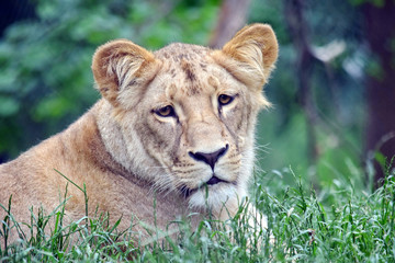 Fototapeta na wymiar Katanga Lioness Lying in Grass and Watching