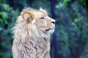 Naklejka na ściany i meble Male Katanga Lion Head Closeup