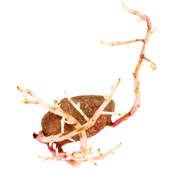 Germinated pink potato isolated on white background