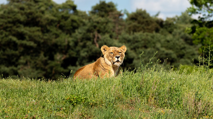 Female Lion Resting on Grass in the Summer Sun