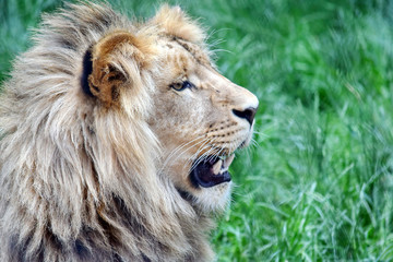 Male Katanga Lion Head Closeup