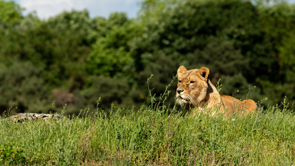 Female Lion Resting on Grass in the Summer Sun