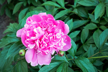 Fototapeta premium Blooming pink peony (Paeonia officinalis) flowers with buds. Flower background