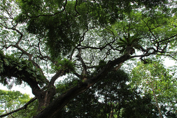 Fort Canning Park - Singapore