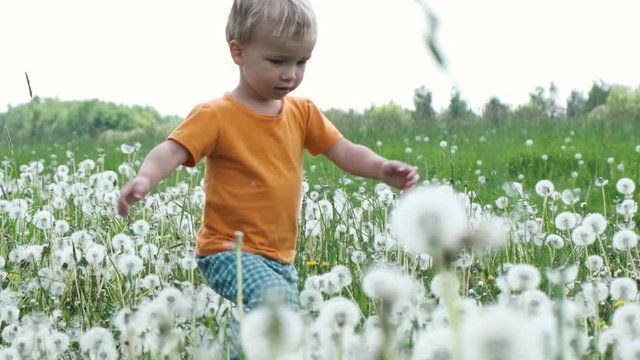 Toddler blond boy walks in meadow among flowers of dandelion. Summer fun. Slow Motion.