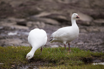White-morph snow goose foraging greedily in muddy beach next to other bird standing proudly on the north shore of the St. Lawrence River during the spring migration, Quebec City, Quebec, Canada