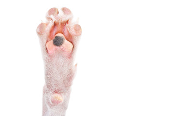 Paw of a white dog with a black spot isolated on white background