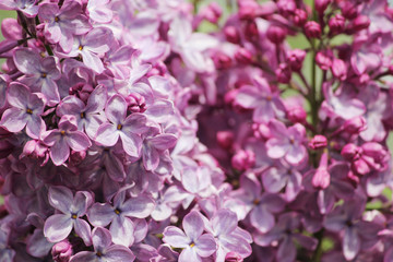 beauty or big lilac flowers