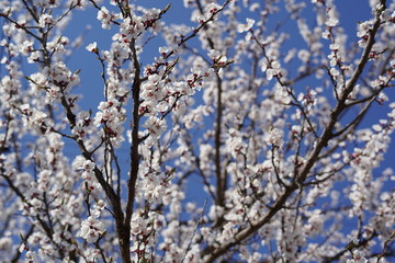 great wallpaper with cherry blossom in spring