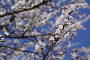 wallpaper with awesome view cherry blossom in spring