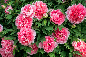 A circle of blooming pink peonies (Paeonia suffruticosa) on a background of green leaves