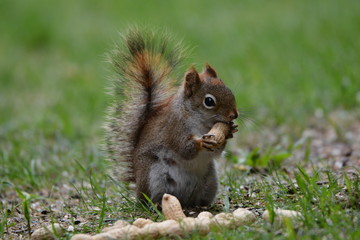 Red Squirrel eating a peanut