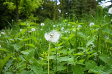 Dandelion blowing in meadow. Green background.