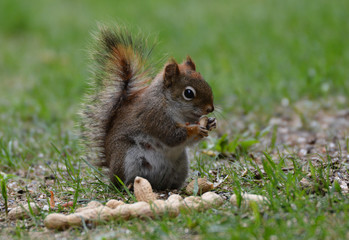 Naklejka na ściany i meble Red Squirrel eating a peanut